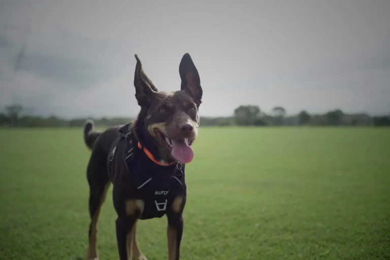 Dogpacking Australia Kira the Kelpie