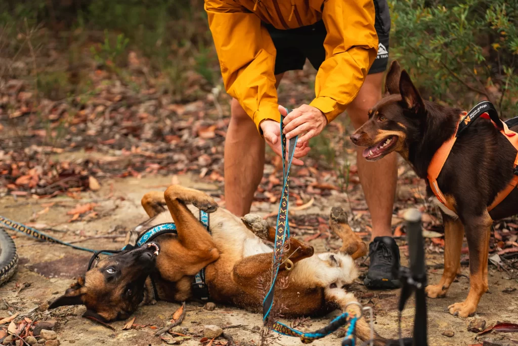 Dogpacking Australia